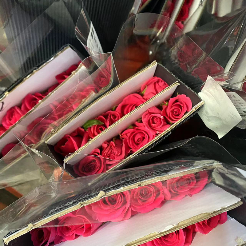 Freud Rose